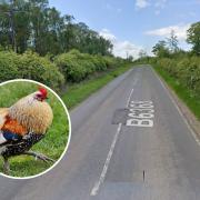The chickens will be able to safely cross the B6368. Main image: Google Maps