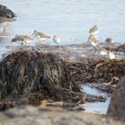 Local residents and visitors to the county are being advised to give shore birds some space to ensure their survival
