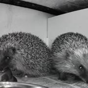 Couple in East Lothian share adorable hedgehog Ring footage.