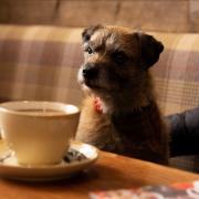Owners and their dogs can enjoy a fundraising coffee morning at the Mercat Grill