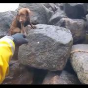 RNLI crew rescued stranded spaniel Stella after she was trapped on the rocks off the former Cockenzie Power Station