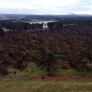 Rob McDougall took this photo showing the devastation at John Muir Country Park following Storm Arwen
