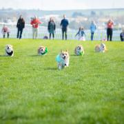 The Corgi Derby is a popular fixture at The Virgin Bet Easter Saturday Raceday at Musselburgh Racecourse. Photo: Jess Shurte Photography