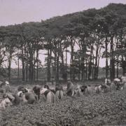 Until the latter part of the 20th century, gathering arable crops on East Lothian farms was labour intensive. Gangs of workers were recruited in the nearby towns or from itinerant labourers who timed their arrival with the harvest.