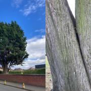 The tree on Port Seton's North Seton Park, overlooking the bowling green, was damaged during high winds and is to be felled. Image: East Lothian Council