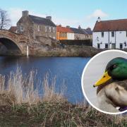 An investigation has been launched after a duck was allegedly killed on the River Tyne. Main image: Copyright Jennifer Petrie and licensed for reuse under this Creative Commons Licence.