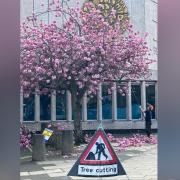 Local residents were angered by branches being cut from trees with blossom outside the Brunton Hall in Musselburgh