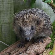 Work to make a popular park more hedgehog friendly is under way. Image: Phillip Horwood