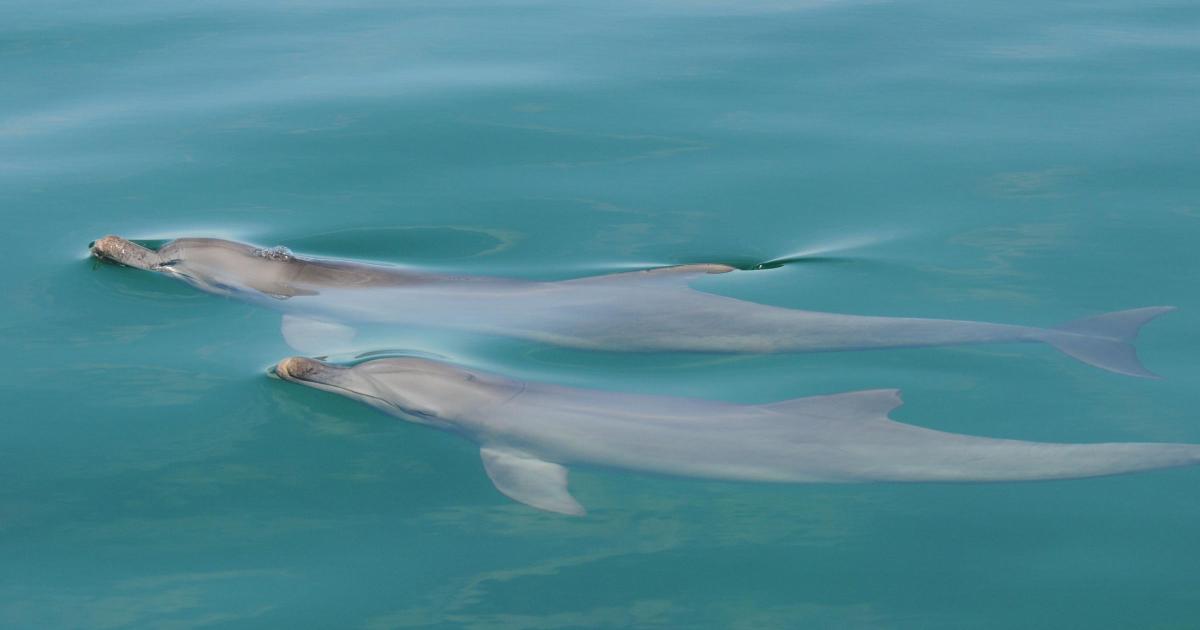 Male dolphins 'use social play to hone mating skills years before they mature' - Vimarsana News
