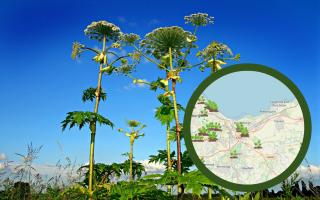 Giant Hogweed sighted in East Lothian Credit: WhatShed and Pixabay