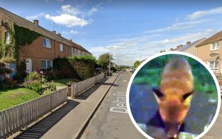 The furry creature was captured on camera outside a home on Delta Drive. Image: Google Maps