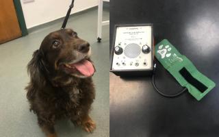 Sam the dog. Pictured left: Blood pressure machine and cuff