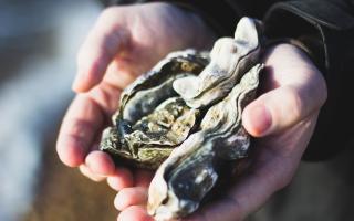 The oysters were released this week